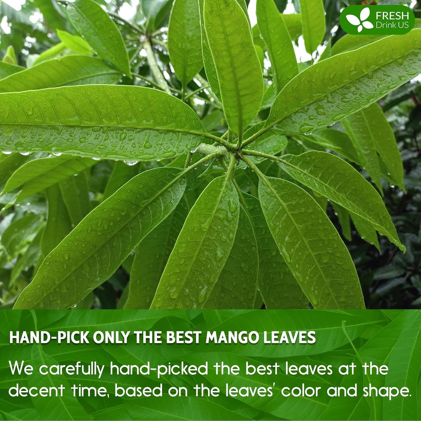 FreshDrinkUS, Premium 140+ Mango Whole Leaves Dried, 100% Natural & Pure from Dried Mango Leaves, Mango Leaf Tea, No Additives, No Caffeine, Vegan