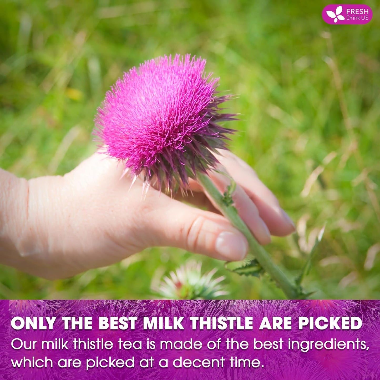 FreshDrinkUS, Premium 75 Milk Thistle Tea Bags, 100% Natural & Pure from Milk Thistle Seeds. Milk Thistle Seed Herbal Tea. Made with Natural Material Tea Bags. No Sugar, No Caffeine, No Gluten, Vegan.