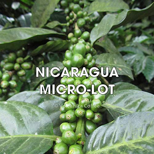 Nicaragua Coffee, Jinotega, Ground, Fresh Roasted, 5 lbs