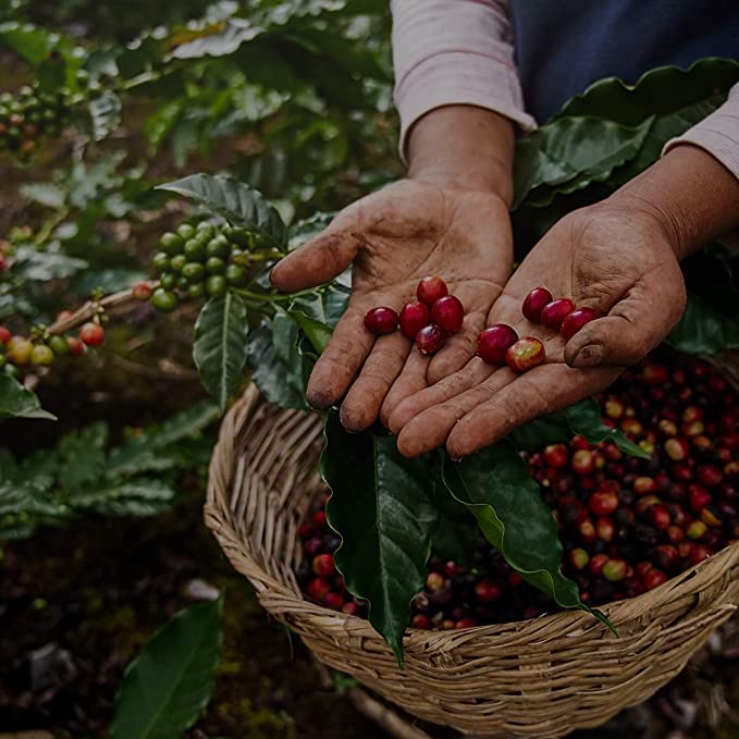 V Vescovi Cremoso Coffee Beans | Premium Italian Espresso Beans | Medium Roast | 2.2 lb/1kg