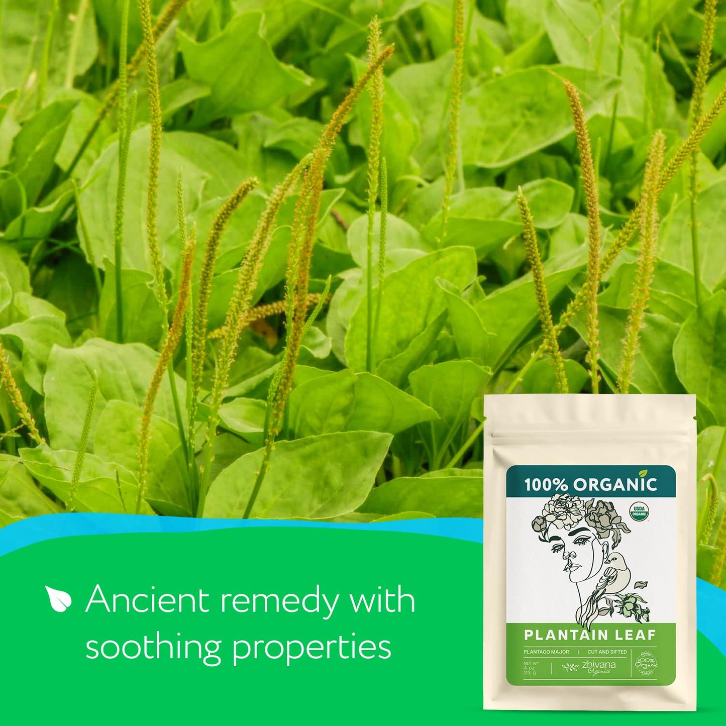 Plantain Leaf Organic (4 oz.) – Broadleaf Plantain Tea Loose Leaf (Plantago Major) – Llanten Planta Medicinal - Herbal Tea for Digestion, Respiratory Health & Detox