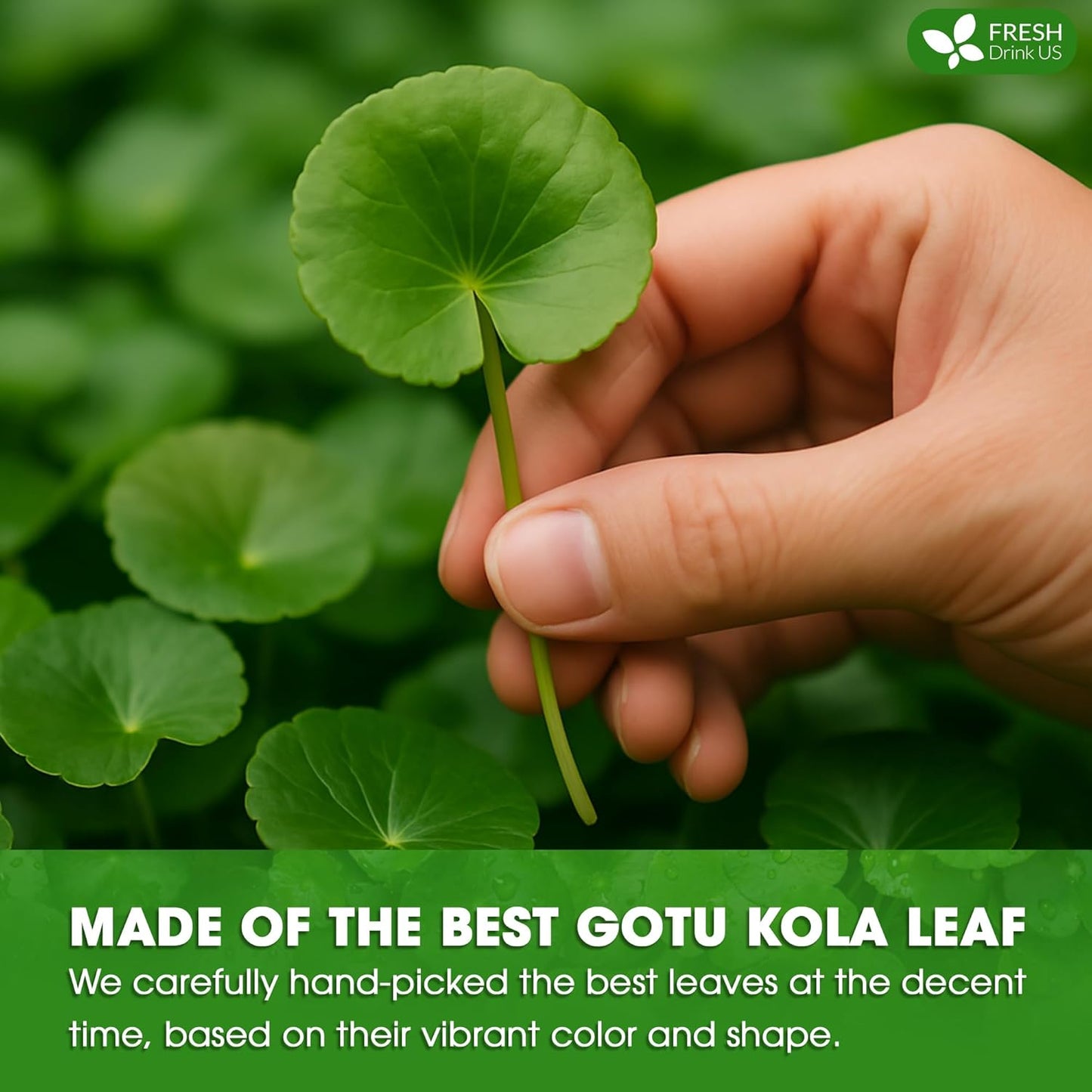 FreshDrinkUS, Premium Gotu Kola Leaf Tea – 75 Tea Bags | Pure Dried Centella Asiatica Leaves | Naturally Caffeine-Free Herbal Tea | Refreshing Aroma & Smooth Taste | Premium Herbal Infusion. Vegan
