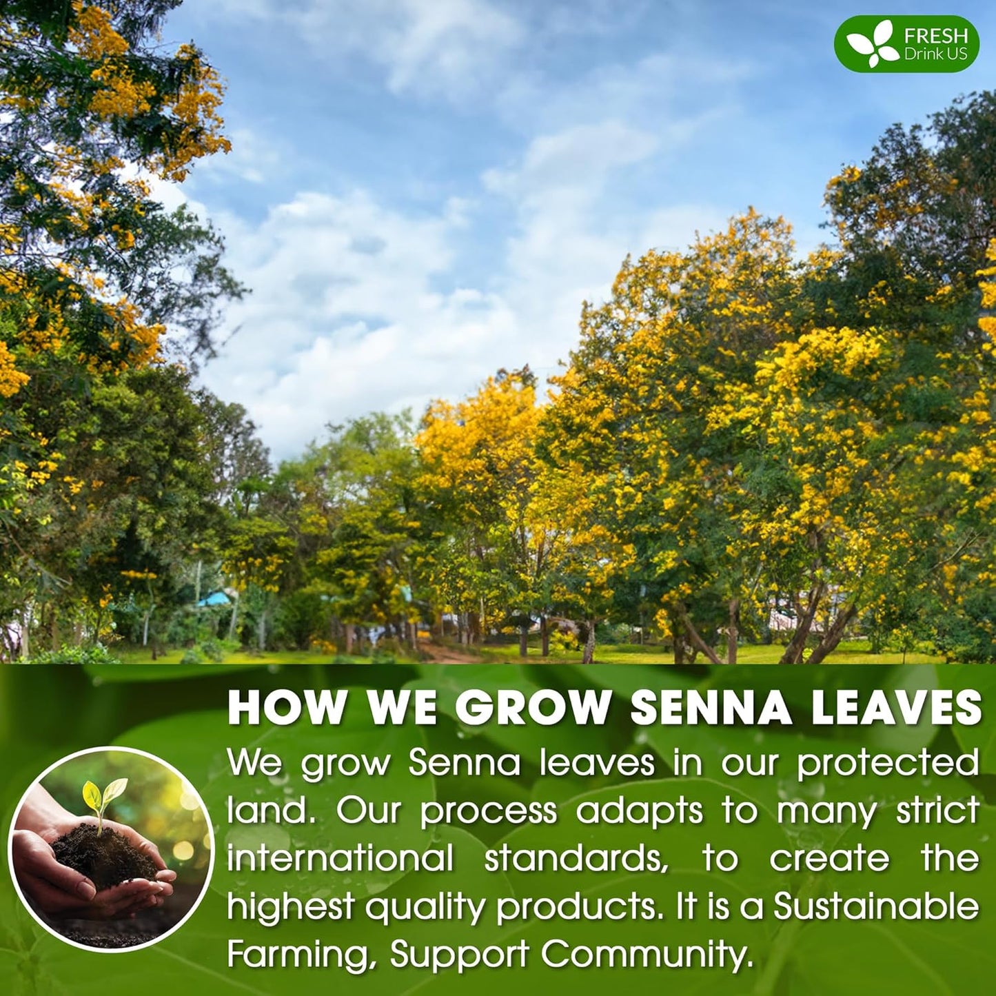 FreshDrinkUS, Premium 135 Senna Leaf Tea Bags, 100% Natural & Pure from Senna Leaves. Loose Leaf Senna Herbal Tea, Made with Natural Material Tea Bags. No Sugar, No Caffeine, No Gluten, Vegan.