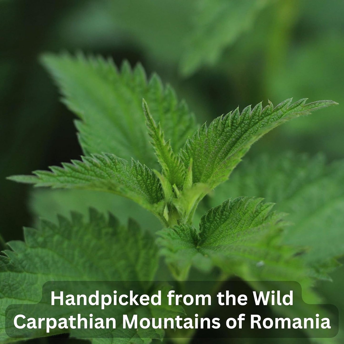 Wild Bliss Organic Wild Stinging Nettle Leaf Tea - Caffeine Free Urinary Tract and Joint Health Herbal Support - Pharmacopoeia Potency - 20 Plant Based Tea Bags