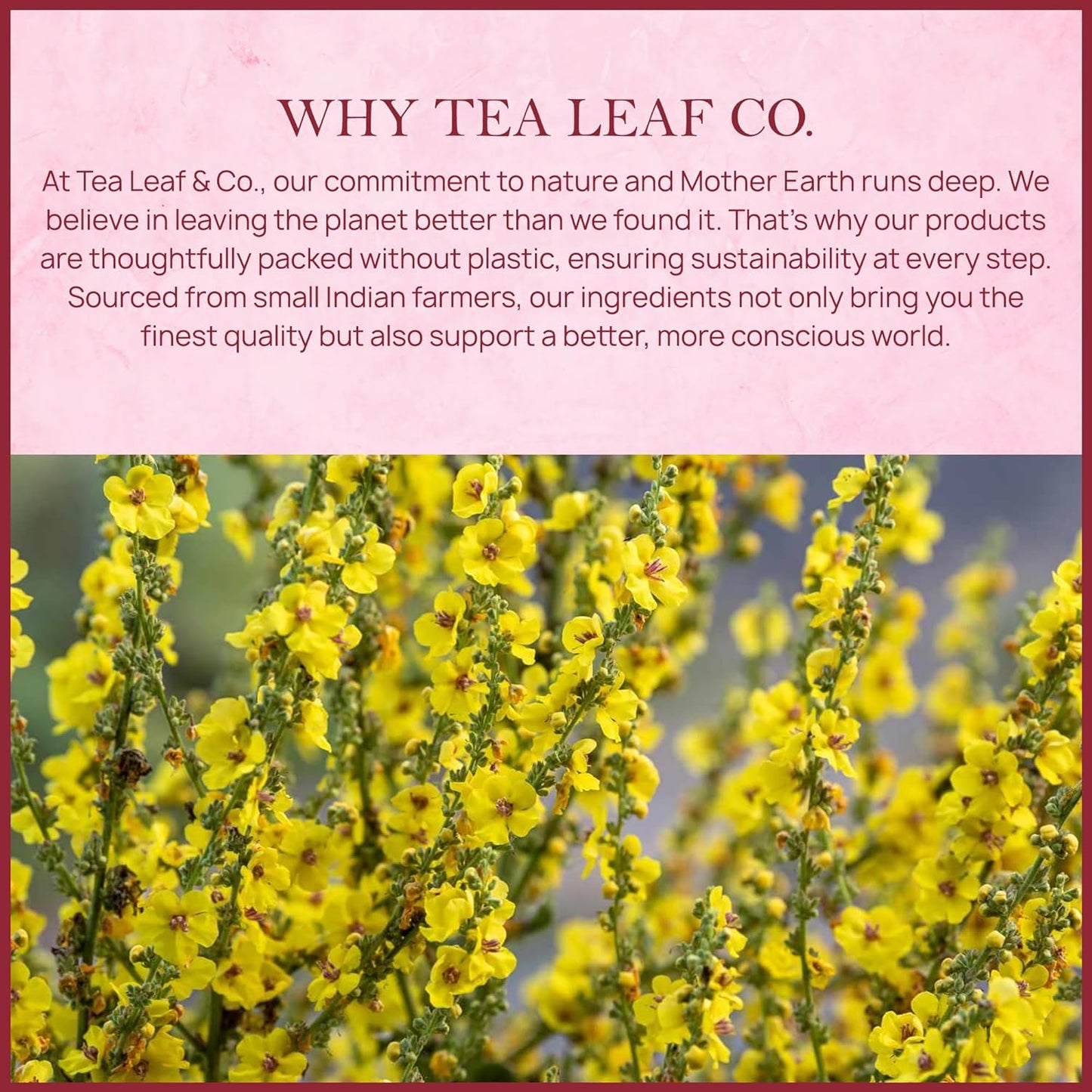 Tealeaf & Co. Mullein Leaf Tea Blended with Fresh Herbs - Pure Herbal Tea Bags with Mullein Leaf Extract - Flavored Herbal Blend - Low Caffeine - Gluten Free - 50 Teabags