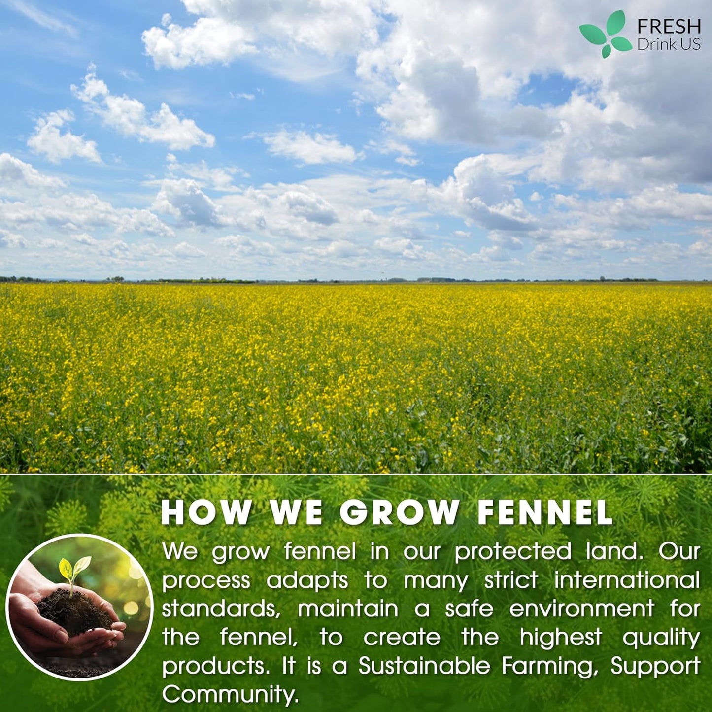 FreshDrinkUS, Premium 75 Fennel Seed Tea Bags – 100% Natural & Pure, Handmade Herbal Tea, Eco-Friendly, Fresh Aroma, Made with Natural Material Tea Bags. No Sugar, No Caffeine, No Gluten, Vegan.