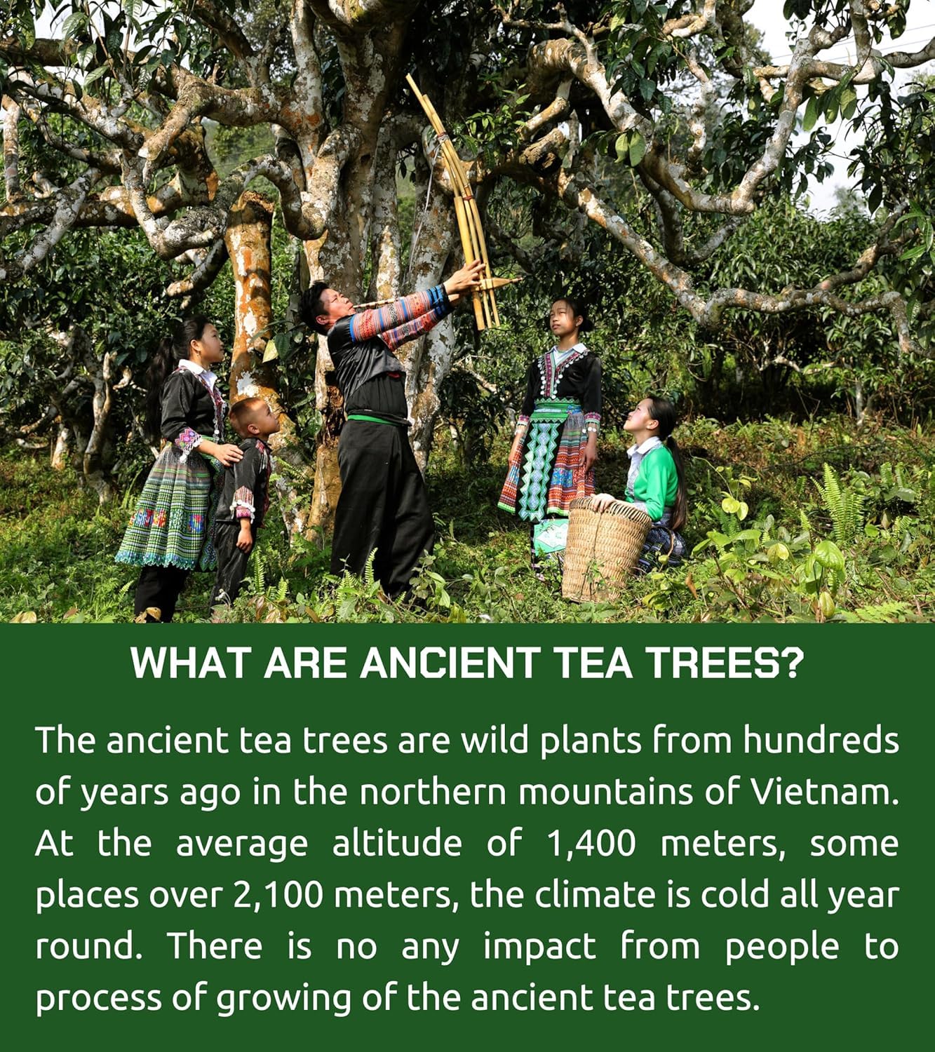 VIXI Green Oolong Tea Loose Leaf, 16.00 Oz, Vietnam's Mountain Tea, Caffeinated, Dried Whole Full Large Leaves, 100% Natural from Ancient Tea Tree, Perfect for Hot and Cold Brew