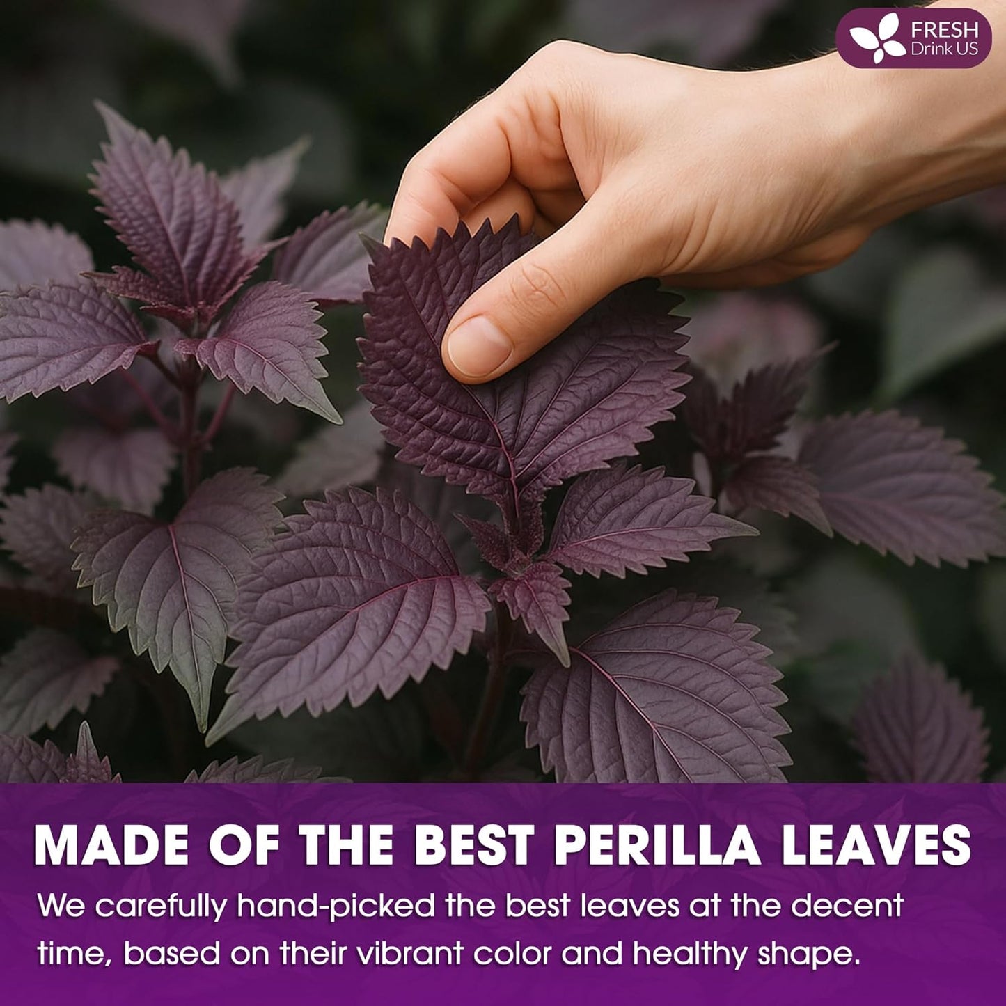 FreshDrinkUS, Premium Perilla Leaf Tea – 40 Tea Bags | 100% Pure Perilla Leaves | Caffeine-Free, Non-GMO, Natural Packaging | Herbal Tea Bags for Daily Enjoyment. Gluten-Free. Sugar-Free. Vegan