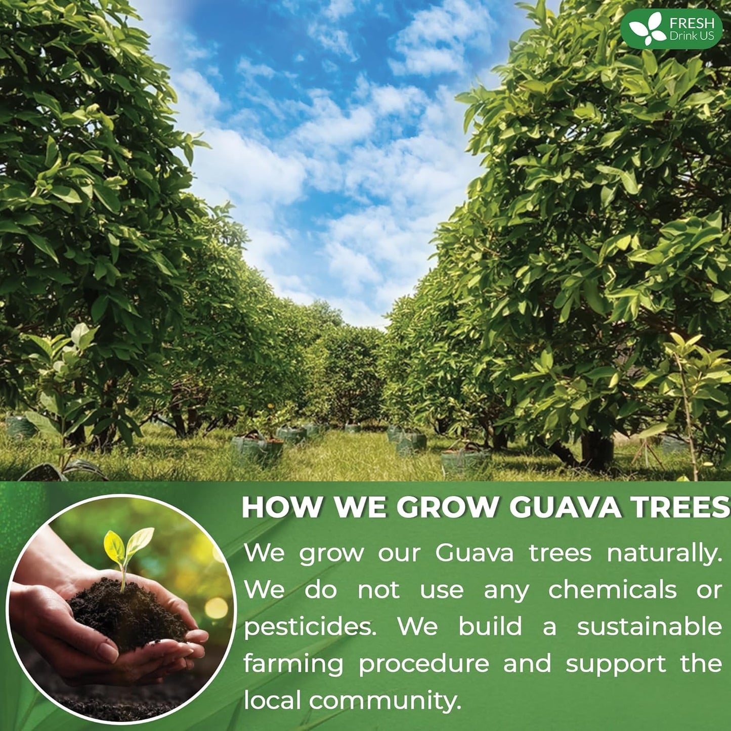 FreshDrinkUS, Premium 135 Guava Leaf Tea Bags, Handmade, From Great Origin, 100% Natural and Pure. Guava Tea, Loose Leaf Herbal Tea. No Sugar/Caffeine/Gluten, Vegan.