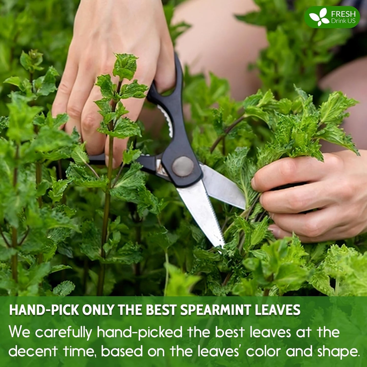 FreshDrinkUS, Premium 135 Spearmint Tea Bags, 100% Natural & Pure Spearmint Leaves. Loose Leaf Spearmint Herbal Tea. Spearmint Leaf Tea. No Sugar, No Caffeine, No Gluten, Vegan.