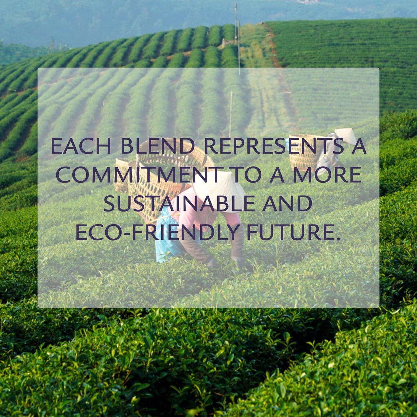 Birdsong Green Iron Goddess: Organic Oolong Tea, light, refreshing, soothing 100% Natural Herbal Tea with Floral and Nutty Taste, Medium Caffeine Alternative to Coffee, Loose Leaf Hot Tea