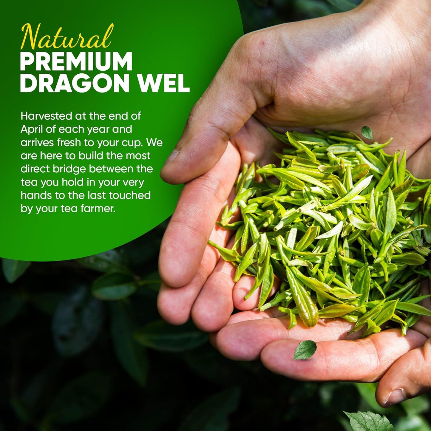 Organic Dragon Well, a classic Chinese Green tea distinguished by its color, shape and taste- 1 lb Bag.