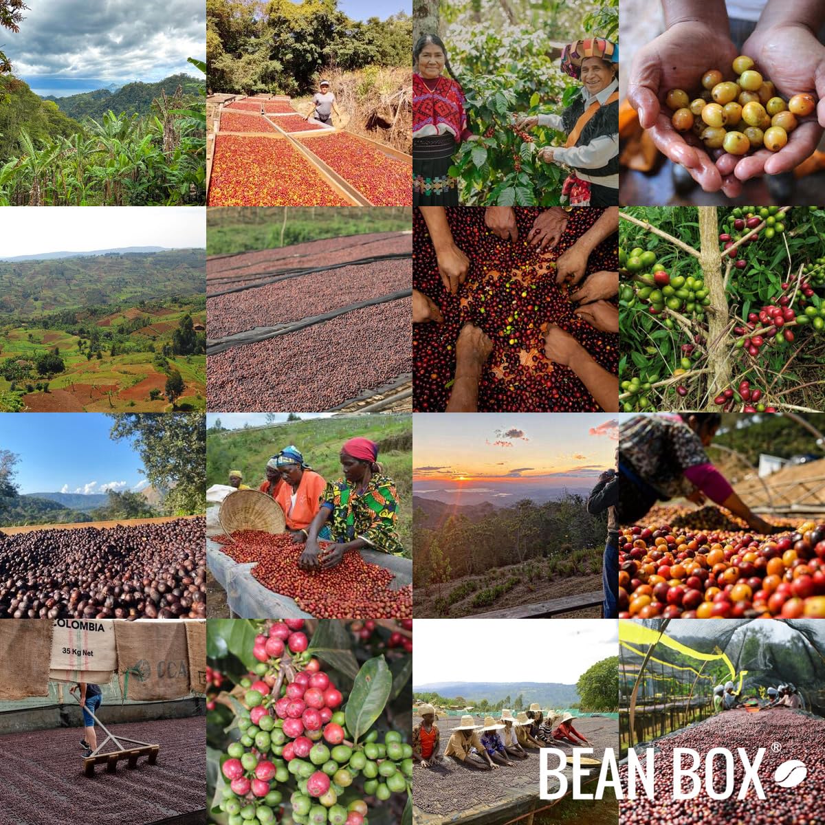 Civitas Blend - Roasted by Huckleberry Roasters - Whole Bean Coffee - 2 Pound Bag