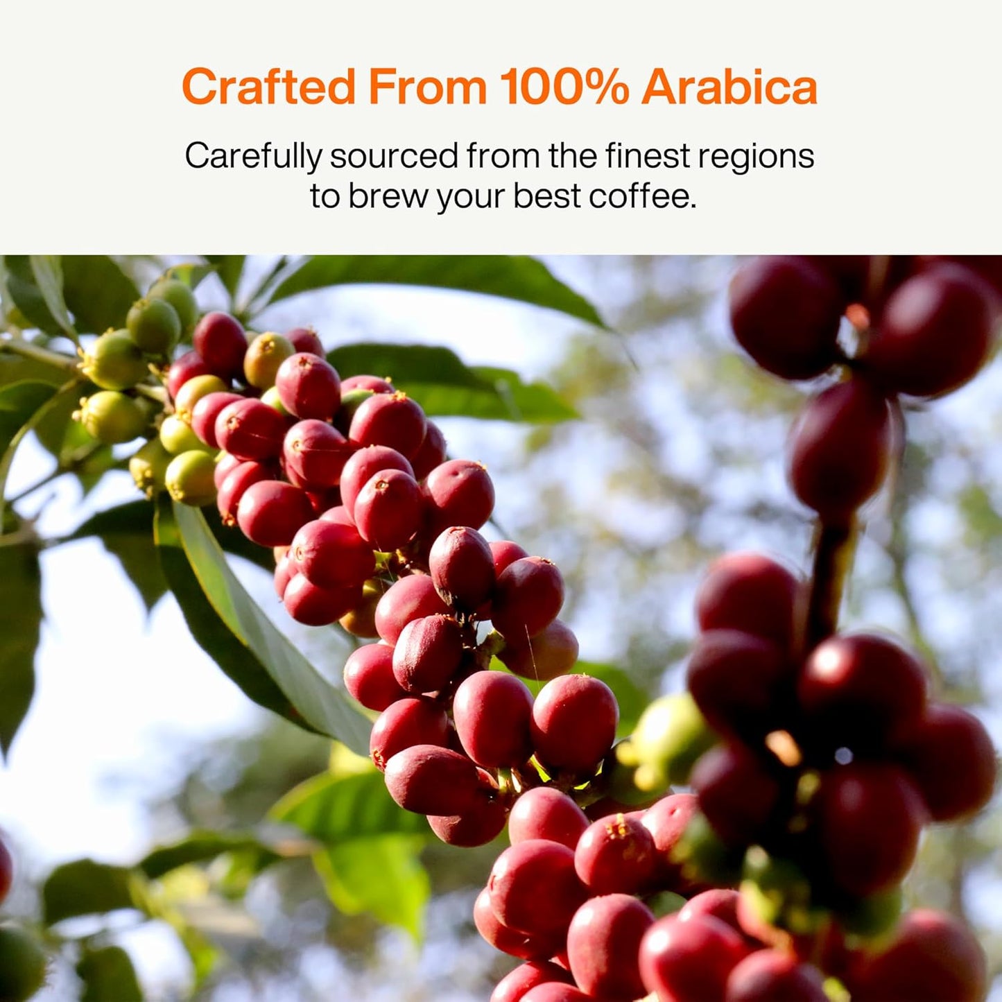 SATURNBIRD Coffee Instant Cold Brew, French Roast, Bold & Intense Blend of 100% Specialty Arabica, Enjoy Hot or Cold, Freeze Dried Iced Coffee, 24 Single Servings for Home, Travel, Office (NO.6)