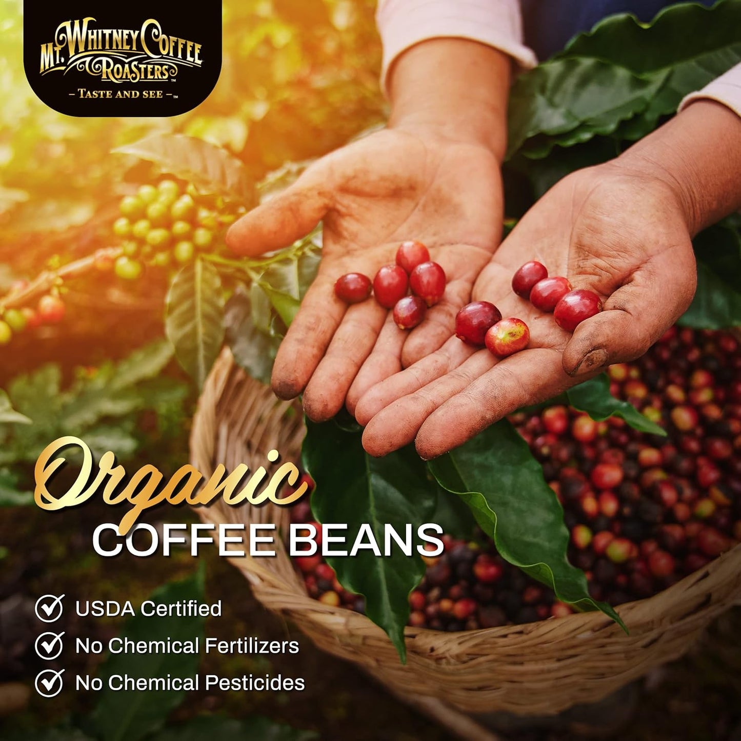 Mt. Whitney Guatemala Adiesto Cooperative Organic Low Acid Coffee (Ground, 2 lb)