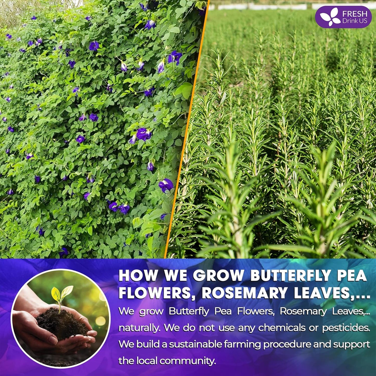 FreshDrinkUS, Clarity Calm Butterfly Pea Flower Tea – 60 Tea Bags Herbal Blend of Butterfly Pea Flower, Rosemary, Moringa, Lemongrass & Licorice Root – Caffeine-Free. Sugar-Free. Gluten-Free. Vegan