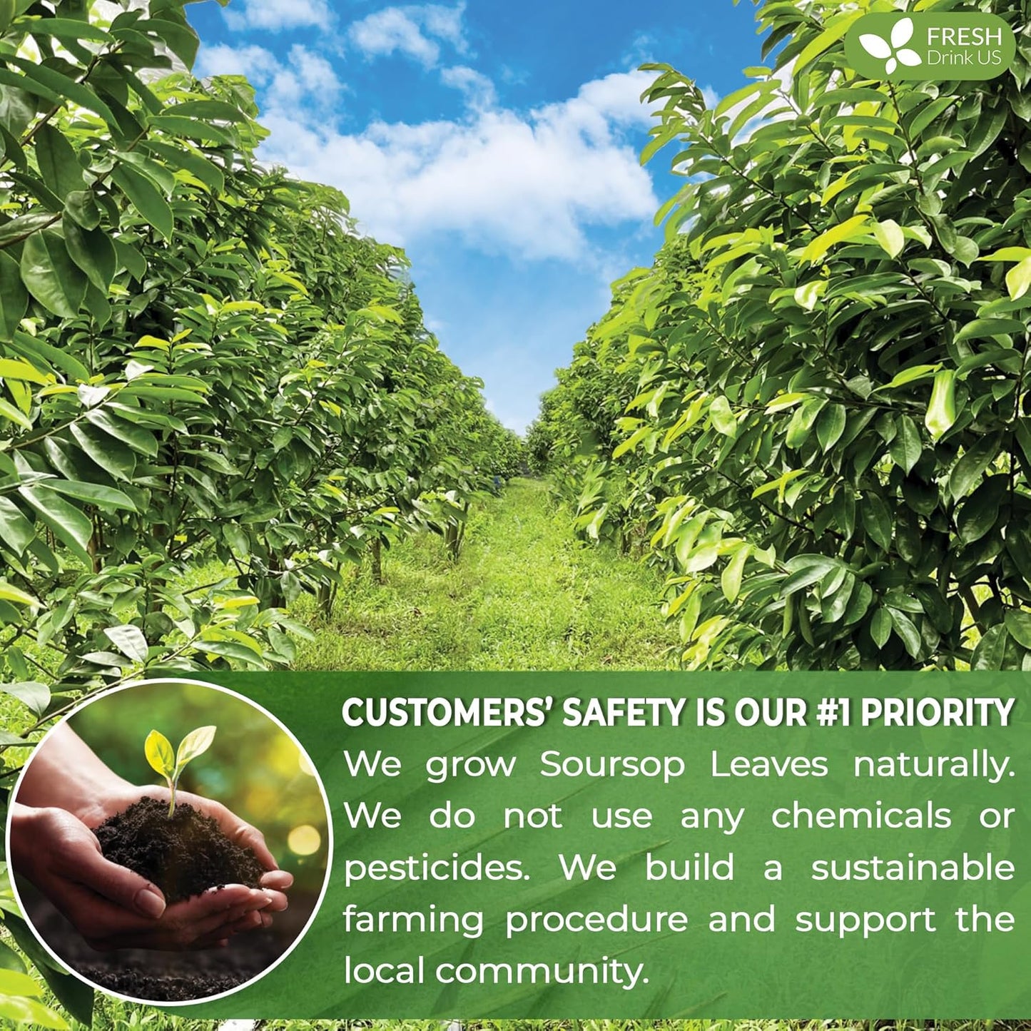 FreshDrinkUS, 15 Premium Soursop Graviola Leaf Tea Bags, 100% Natural and Pure from Soursop Leaves, Handmade, Made With Natural Materials-Corn Fiber Tea Bag, Sugar/ Caffeine/ Gluten Free, Hoja Guanabana Tea