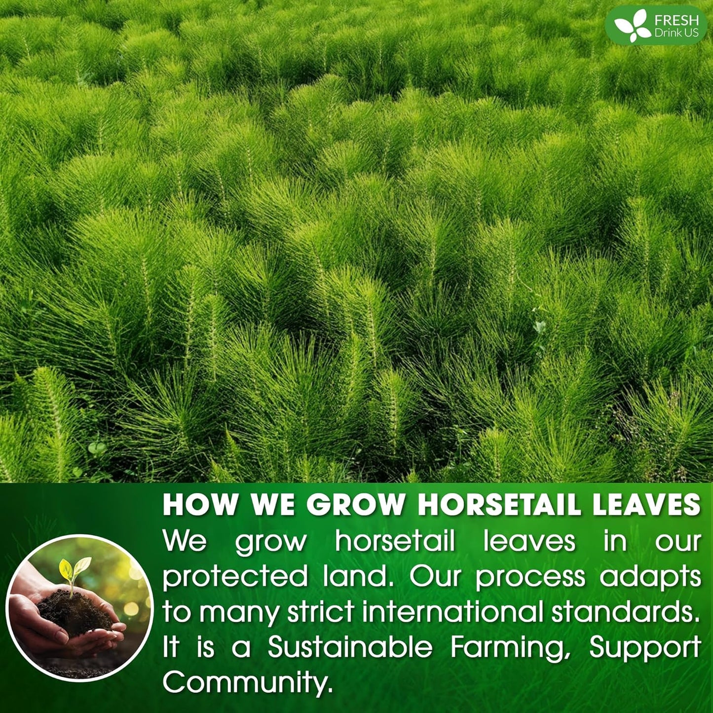 FreshDrinkUS, Premium 120 Horsetail Leaf Tea Bags, 100% Natural & Pure from Horsetail Loose Leaves Herbal Tea. Made with Natural Material Tea Bags. No Sugar, No Caffeine, No Gluten, Vegan.