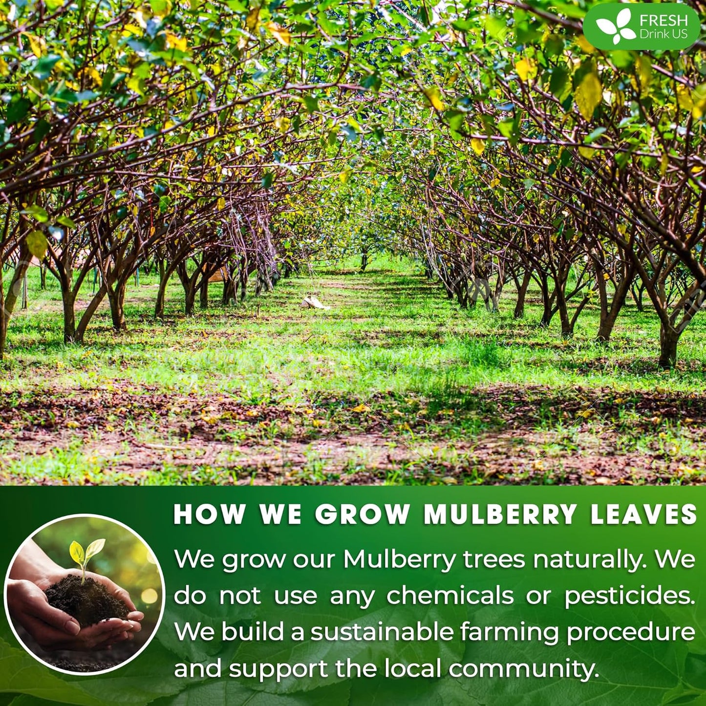 FreshDrinkUS, Permium 2oz Mulberry Leaves, 100% Natural & Pure from Mulberry Leaves, Mulberry Leaf Tea, Mulberry Loose Leaf Herbal Tea, No Additives, No Caffeine, Vegan