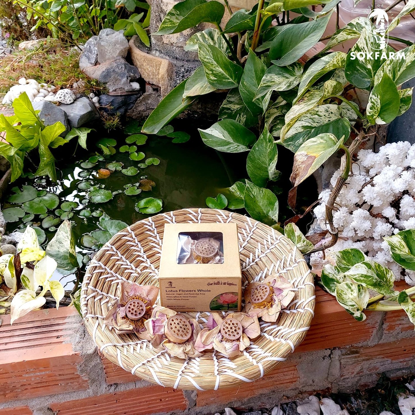 Lotus Flower Tea Bloom Flowering Teas, Dried Whole Blooming Tea Flowers, Blue Dried Flowers Flor De Loto, Delicious Intense Flavor, No Caffeine, Low Calorie (4 Flower Blooms)